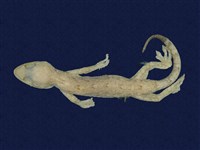 藏品(鉛山壁虎)的圖片